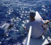 Dolphin Spotting